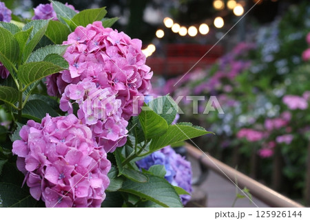 ライトアップされた紫陽花 125926144