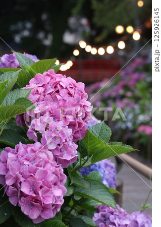 夜に咲く紫陽花 125926145
