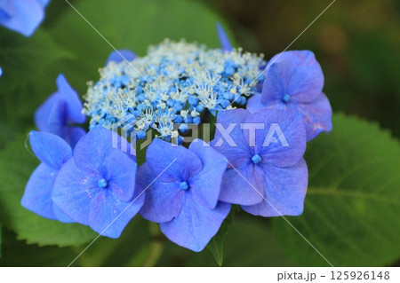 青いガクアジサイ 青いガクアジサイ 125926148
