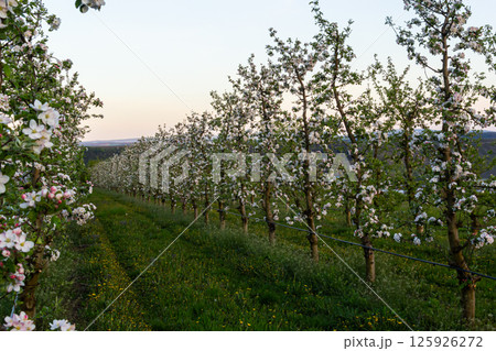 apple trees in the spring in the orchard, young apple trees on a plantation in the countryside apple trees in the spring in the orchard, young apple trees on a plantation in the countryside 125926272
