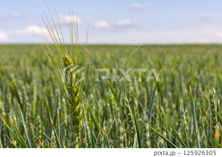 Wheat field in full bloom under a bright sky showcases the beauty of agriculture and nature's abundance during the growing season Wheat field in full bloom under a bright sky showcases the beauty of agriculture and nature's abundance during the growing season 125926305
