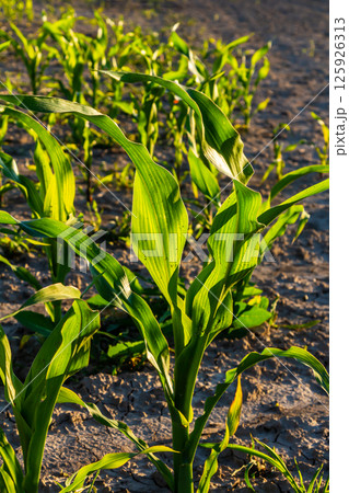 An industrial field of corn sprouts growing in black soil. Corn grow in beautiful rows at sunset. Agricultural landscape 125926313