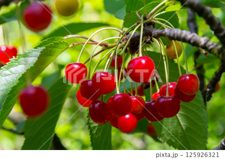 Bright red cherries hanging from branches in a lush orchard during summer sunlight 125926321