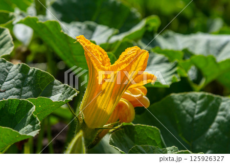 Bright yellow squash blossom blooming amidst lush green leaves in a vibrant garden during the summer season 125926327