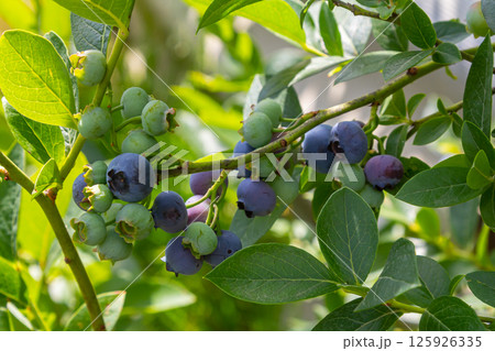 A vibrant blue huckleberry bush displaying clusters of ripening blueberries in a well-tended garden 125926335