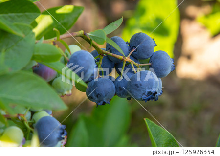 A vibrant blue huckleberry bush displaying clusters of ripening blueberries in a well-tended garden 125926354