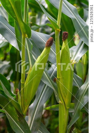 Fresh corn plants in field, green leaves, stem. Blue sky background. Sun's rays illuminate field Fresh corn plants in field, green leaves, stem. Blue sky background. Sun's rays illuminate field 125926361