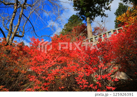 紅葉したモミジ 紅葉したモミジ 125926391