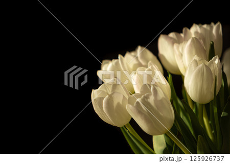 Elegant white tulips dramatically highlighted by strong light against a deep dark background, symbolizing purity and graceful beauty 125926737