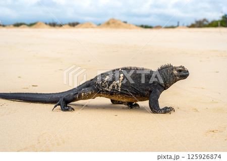 Marine iguana on the sandy shores of Isabela Island, Galapagos Archipelago, Ecuador 125926874