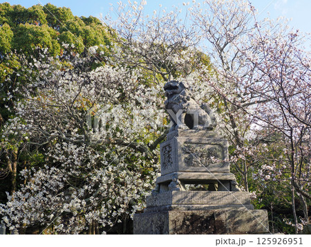 狛犬とミドリヨシノとソメイヨシノ 狛犬とミドリヨシノとソメイヨシノ 125926951