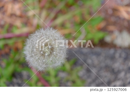 これから旅立つたんぽぽ 125927006