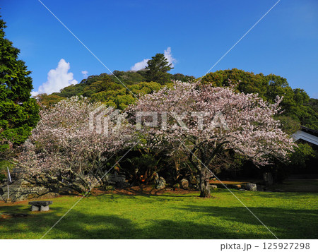 指月山と桜のある風景 指月山と桜のある風景 125927298