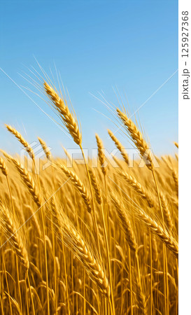 Sunny wheat field 125927368
