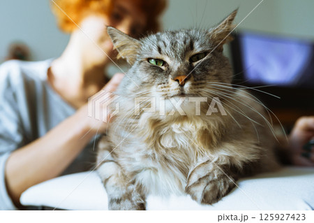 domestic cat grooming 125927423