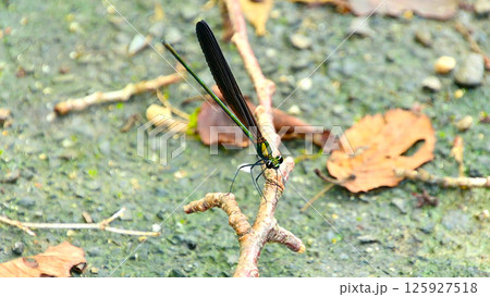 ハグロトンボ 125927518