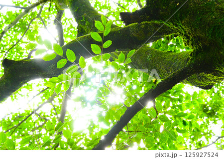 初夏の緑美しいブナの巨木 125927524