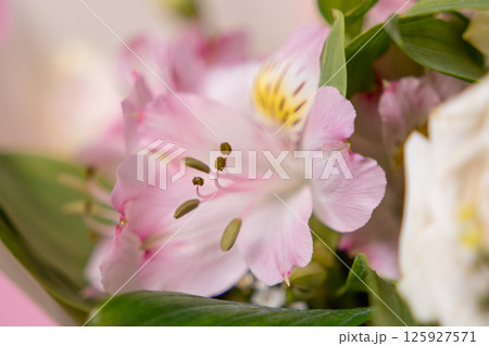 soft pink alstroemeria flower in delicate focus, showcasing its intricate petals, vibrant stamens, and lush green leaves in a dreamy floral composition 125927571