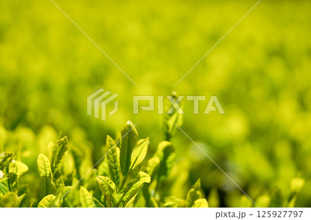 八十八夜のころの茶畑 125927797