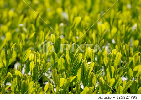 八十八夜のころの茶畑 八十八夜のころの茶畑 125927799