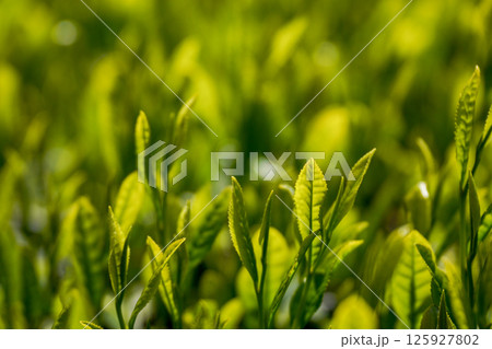 八十八夜のころの茶畑 八十八夜のころの茶畑 125927802