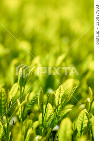 八十八夜のころの茶畑 八十八夜のころの茶畑 125927803