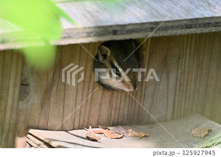 巣穴から出るのもドキドキの小さい仔リス　（シマリス） 125927945