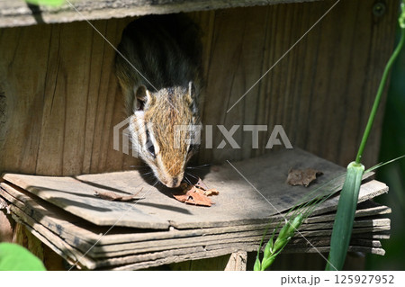 巣穴から出るのもドキドキの小さい仔リス　（シマリス） 125927952