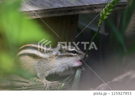 巣穴から出るのもドキドキの小さい仔リス (シマリス) 巣穴から出るのもドキドキの小さい仔リス (シマリス) 125927955