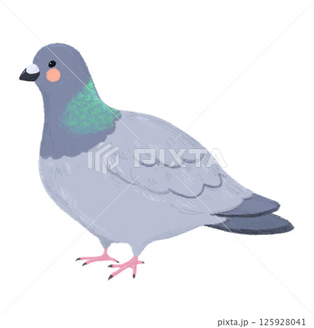 手描きの可愛いハトのイラスト 手描きの可愛いハトのイラスト 125928041