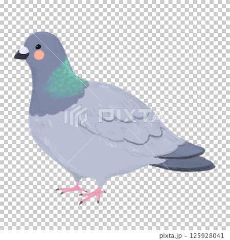 手描きの可愛いハトのイラスト 手描きの可愛いハトのイラスト 125928041