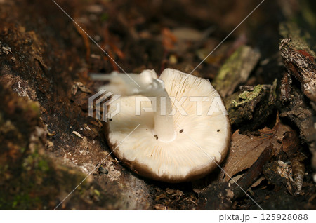 乳白色ののウラベニガサきのこ裏ヒダ形状（側面立像・自然環境下ストロボマクロ撮影） 125928088