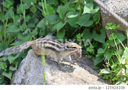 赤ちゃんリスを咥えて走るお母さんリス　（シマリス） 125928108