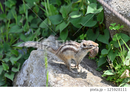 赤ちゃんリスを咥えて走るお母さんリス　（シマリス） 125928111
