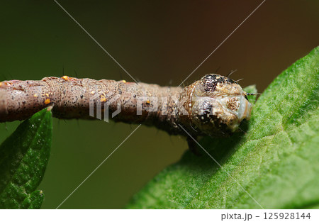 新緑の青葉とハスオビエダシャク蛾幼虫の顔アップポートレート（自然環境下マクロ撮影） 125928144