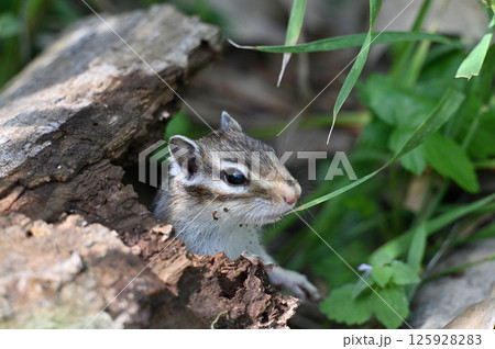 元気に走り回るシマリス 125928283