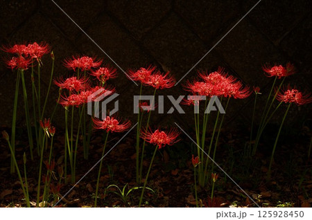 赤いスパイダーリリー彼岸花（曼珠沙華）4 125928450