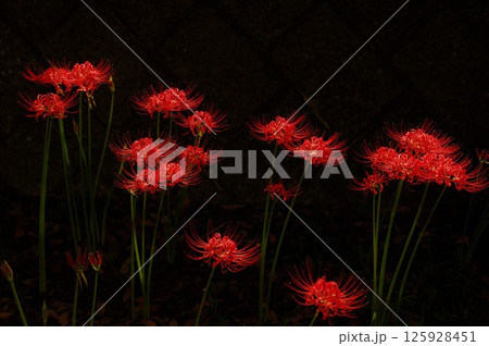 赤いスパイダーリリー彼岸花（曼珠沙華）1 125928451