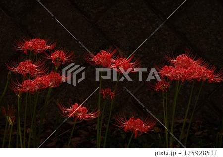 赤いスパイダーリリー彼岸花（曼珠沙華）9 125928511