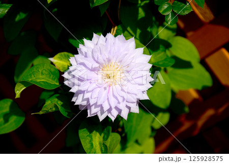 満開のクレマチス アップ 満開のクレマチス アップ 125928575