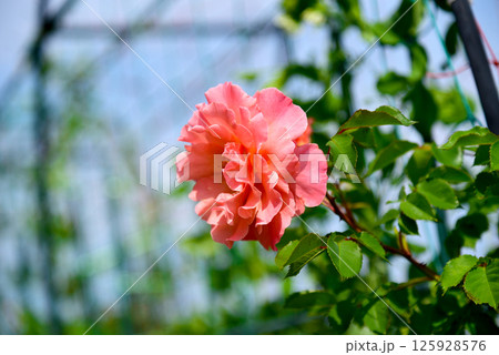バラ　アップ 125928576
