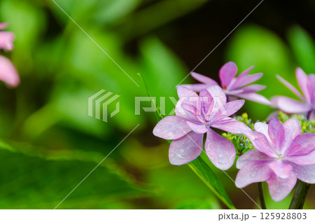しっとりと咲く紫陽花の花 125928803