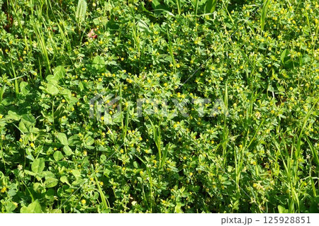 コメツブツメクサの小さい花・2025年4月　 125928851