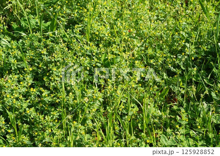 コメツブツメクサの小さい花・2025年4月  コメツブツメクサの小さい花・2025年4月  125928852