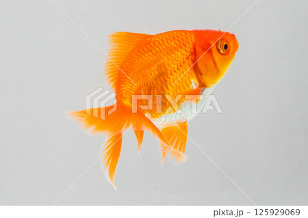 Oranda goldfish in aquarium fish tank close up 125929069