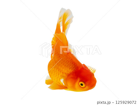 Oranda goldfish isolated on white background close up Oranda goldfish isolated on white background close up 125929072
