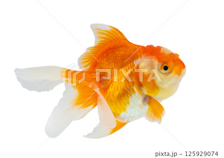 Oranda goldfish isolated on white background close up 125929074