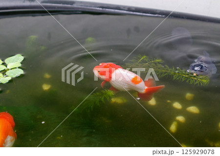 Goldfish in aquarium fish pond close up 125929078
