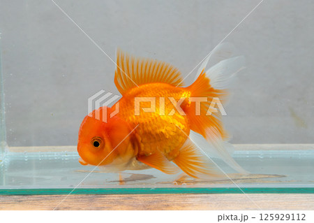 Oranda goldfish in aquarium fish tank close up Oranda goldfish in aquarium fish tank close up 125929112