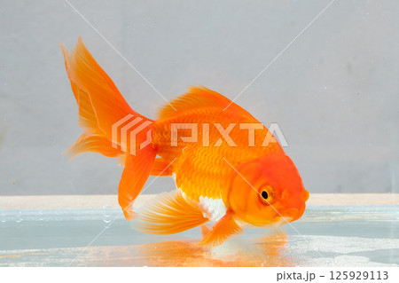 Oranda goldfish in aquarium fish tank close up 125929113